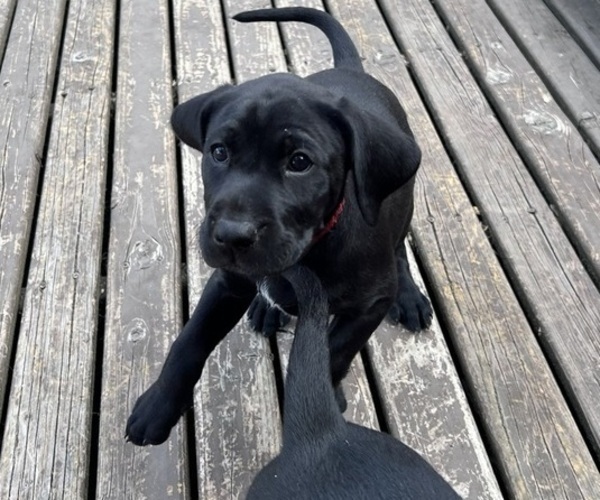 Medium Photo #21 German Shorthaired Lab Puppy For Sale in TACOMA, WA, USA