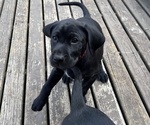 Small Photo #21 German Shorthaired Lab Puppy For Sale in TACOMA, WA, USA
