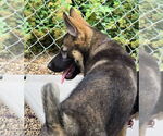 Small #1 German Shepherd Dog-Norwegian Elkhound Mix