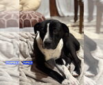Small Labrador Retriever Mix