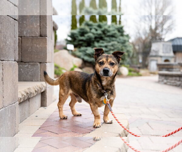Medium Photo #3 Mutt Puppy For Sale in St. Louis Park, MN, USA