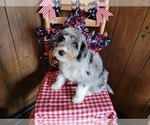 Small Photo #9 Bernedoodle (Miniature) Puppy For Sale in BLACK FOREST, CO, USA