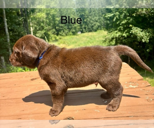 Medium Photo #21 Labrador Retriever Puppy For Sale in STANLEY, WI, USA