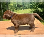 Small #1 Labrador Retriever