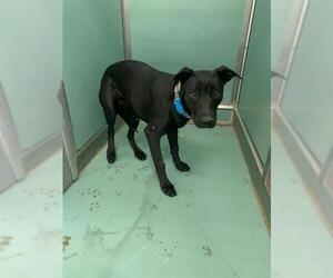 American Pit Bull Terrier-Labrador Retriever Mix Dogs for adoption in Moreno Valley, CA, USA