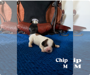 Cavapoo Puppy for sale in NEW LEXINGTON, OH, USA