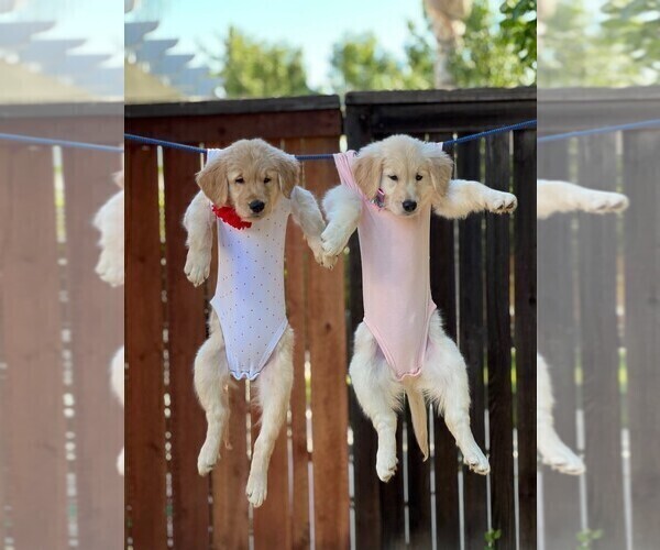 Medium Photo #3 Golden Retriever Puppy For Sale in SACRAMENTO, CA, USA