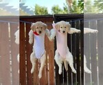 Small Photo #3 Golden Retriever Puppy For Sale in SACRAMENTO, CA, USA