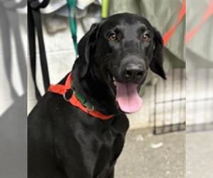 Great Dane-Labrador Retriever Mix Dogs for adoption in Woodland, CA, USA