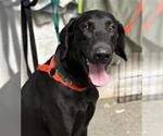 Small Great Dane-Labrador Retriever Mix