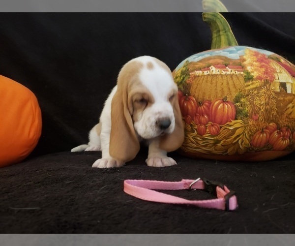 Medium Photo #24 Basset Hound Puppy For Sale in CLAREMORE, OK, USA