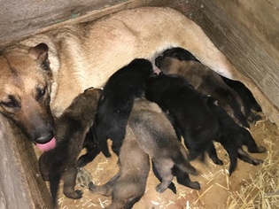 Malinois Puppy for sale in WESTPORT, IN, USA