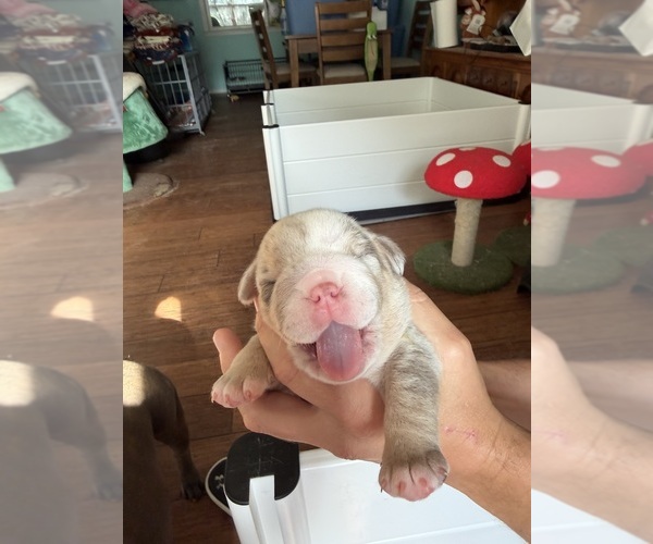 Medium Photo #1 English Bulldog Puppy For Sale in OZARK, AL, USA