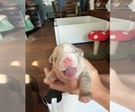 Puppy Binky English Bulldog