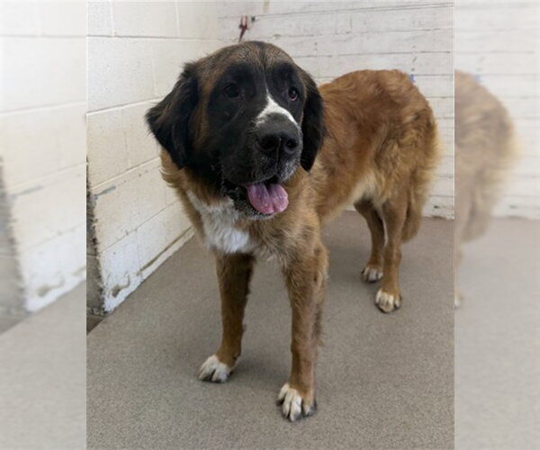 Medium Photo #1 Saint Bernard Puppy For Sale in San Bernardino, CA, USA