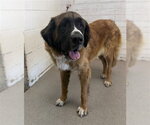Small Saint Bernard