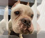 Small #4 American Bulldog-French Bulldog Mix