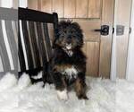 Small Photo #6 Aussiedoodle Miniature  Puppy For Sale in FRANKLIN, IN, USA