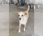 Small #1 Chihuahua Mix