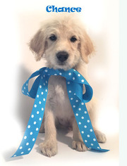 Labradoodle Puppy for sale in DEMOPOLIS, AL, USA