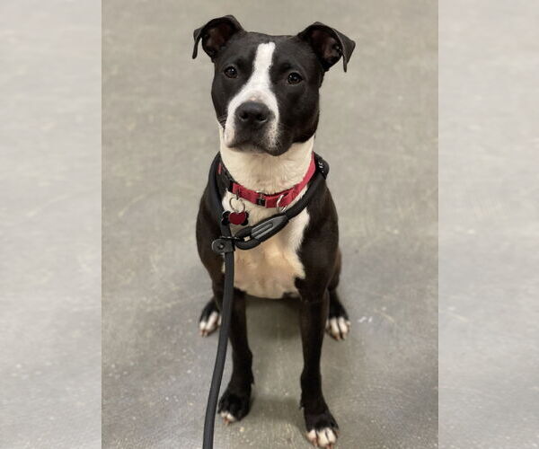 Medium Photo #1 American Staffordshire Terrier-Unknown Mix Puppy For Sale in Rockaway, NJ, USA