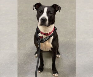 American Staffordshire Terrier-Unknown Mix Dogs for adoption in Rockaway, NJ, USA