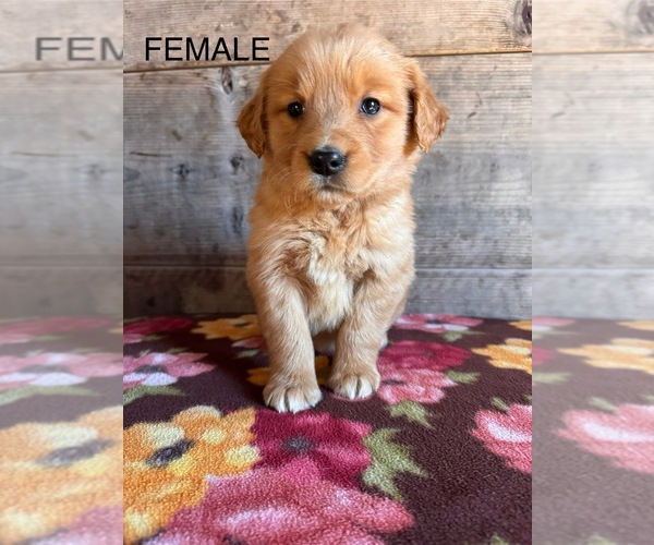 Medium Photo #11 Golden Retriever Puppy For Sale in VERMONTVILLE, MI, USA