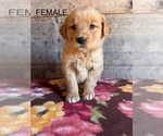 Small #10 Golden Retriever