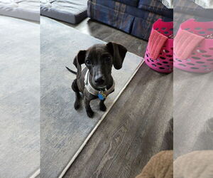 Mutt Dogs for adoption in Montello, WI, USA