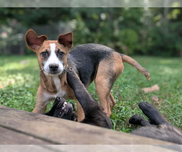 Medium Photo #14 Beagle-Unknown Mix Puppy For Sale in Fultonham, NY, USA