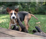 Small #13 Beagle Mix