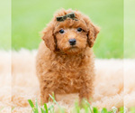 Small #3 Poodle (Miniature)