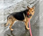 Small Photo #2 German Shepherd Dog-Unknown Mix Puppy For Sale in Canton, CT, USA