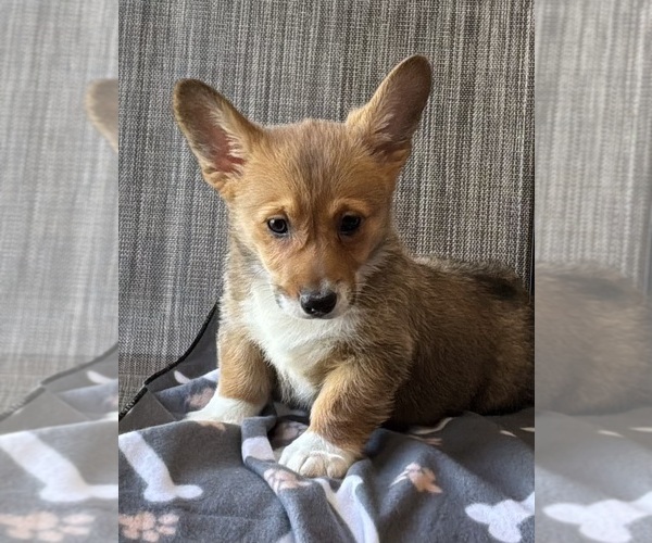 Medium Photo #11 Pembroke Welsh Corgi Puppy For Sale in MANSFIELD, MO, USA