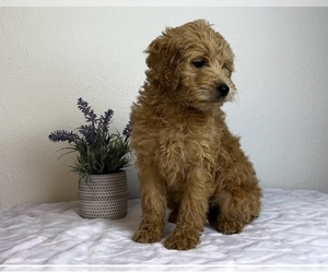Goldendoodle (Miniature) Puppy for sale in FRANKLIN, IN, USA