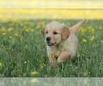 Puppy 0 Golden Retriever