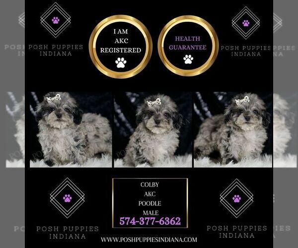 Medium Photo #2 Poodle (Toy) Puppy For Sale in WARSAW, IN, USA