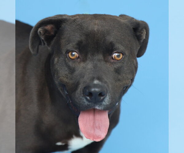 Medium Photo #1 Mutt Puppy For Sale in Pasadena, CA, USA
