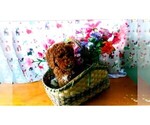 Puppy Twilight Goldendoodle (Miniature)