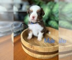 Puppy Puppy 7 Miniature Australian Shepherd