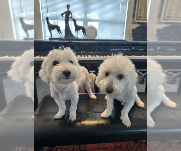 Medium Photo #1 Maltipoo (Toy) Puppy For Sale in CAPE CORAL, FL, USA