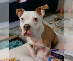 Louie - Male Mutt Dog for Adoption - Photo #10