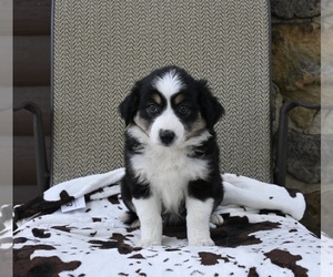 Miniature Australian Shepherd Puppy for sale in ORRVILLE, OH, USA