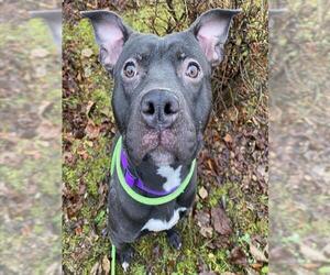 American Pit Bull Terrier-Unknown Mix Dogs for adoption in Anchorage, AK, USA