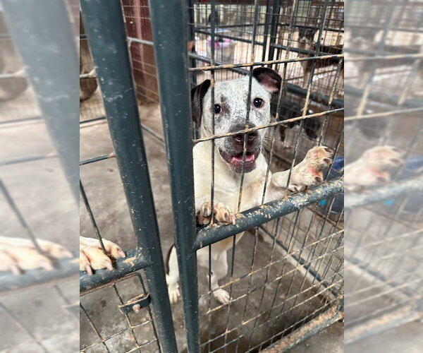 Medium Photo #2 American Pit Bull Terrier-Unknown Mix Puppy For Sale in Jackson, MS, USA