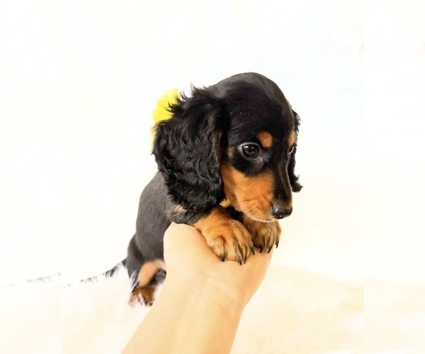 Medium Photo #6 Dachshund Puppy For Sale in DAVIS, CA, USA