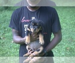 Small Photo #4 Rottweiler Puppy For Sale in MABLETON, GA, USA