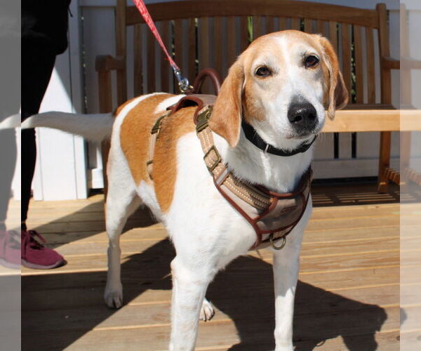 Medium Photo #4 Mutt Puppy For Sale in North Myrtle Beach, SC, USA