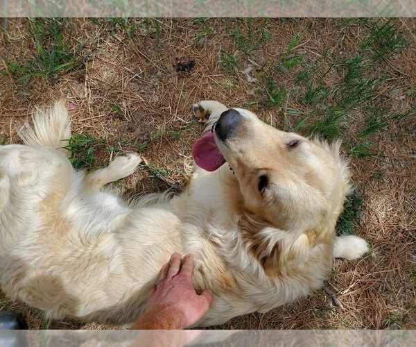 Medium Photo #8 English Cream Golden Retriever Puppy For Sale in COLORADO SPRINGS, CO, USA