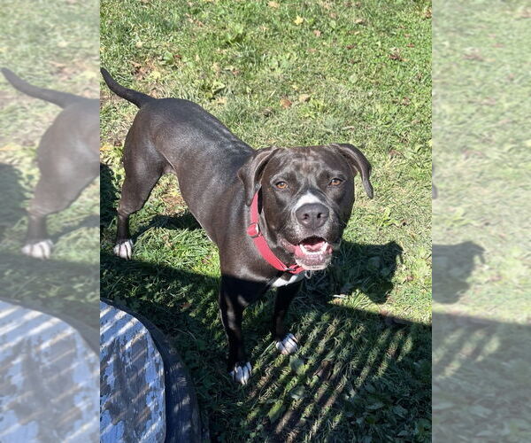 Medium Photo #20 American Pit Bull Terrier-American Staffordshire Terrier Mix Puppy For Sale in Brewster, NY, USA